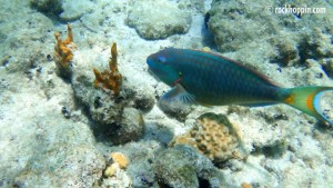 Snorkeling on St. John – Hints – Rockhoppin' Adventures